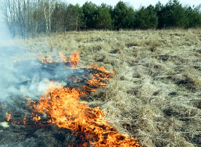 О соблюдении предельной осторожности при выжигании сухой растительности. фото